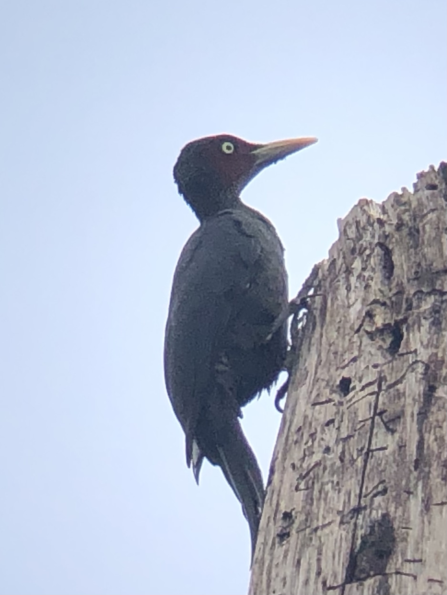 Northern Sooty Woodpecker (Mulleripicus funebris), photo 8
