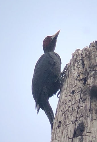 Northern Sooty Woodpecker (Mulleripicus funebris), photo 5