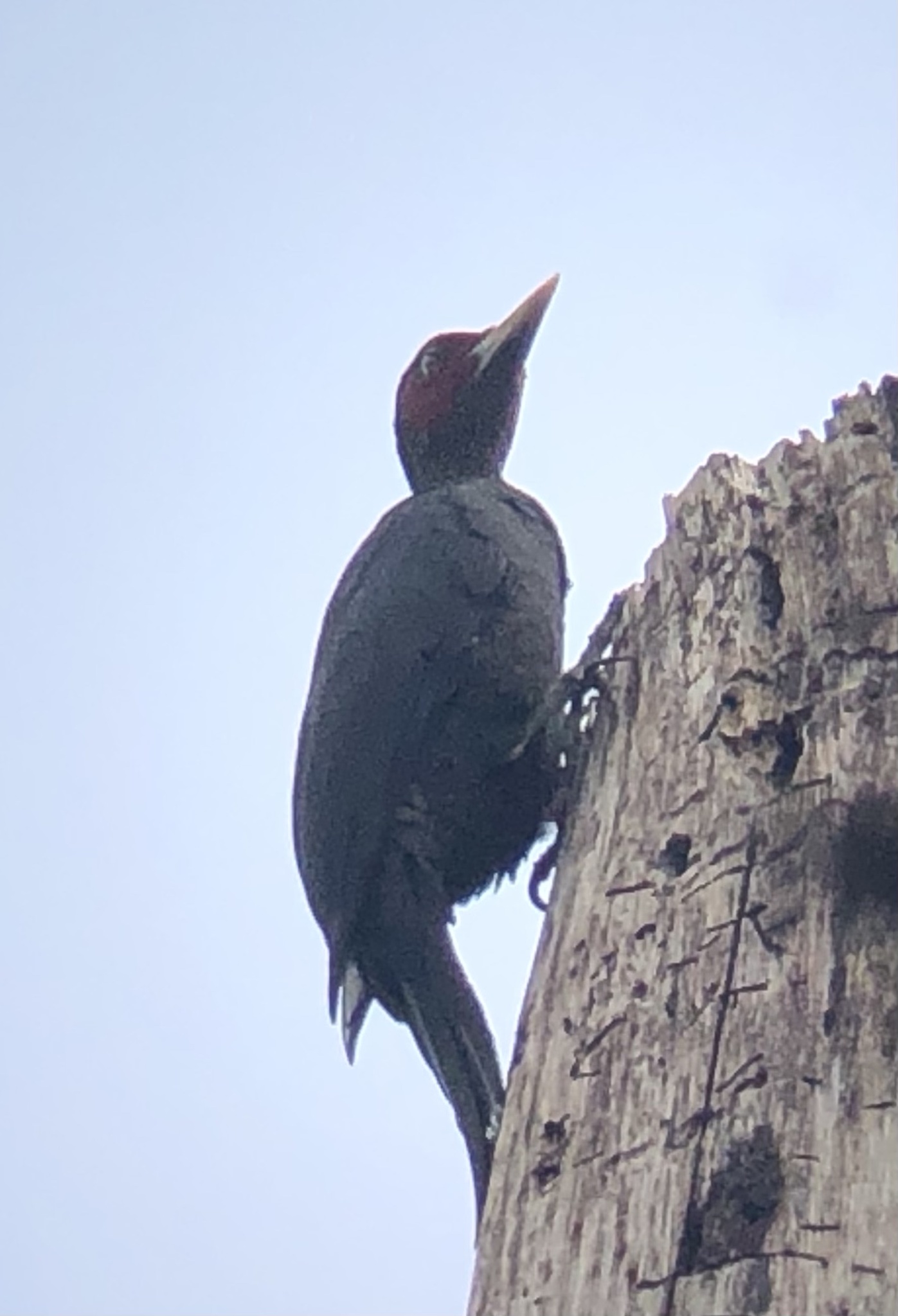 Northern Sooty Woodpecker (Mulleripicus funebris), photo 9