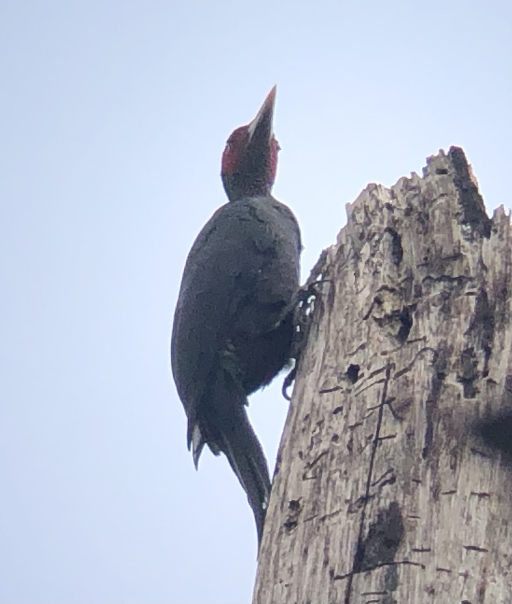 Northern Sooty Woodpecker (Mulleripicus funebris), photo 10