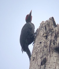 Mulleripicus funebris