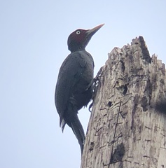 Mulleripicus funebris