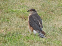 Accipiter cooperii
