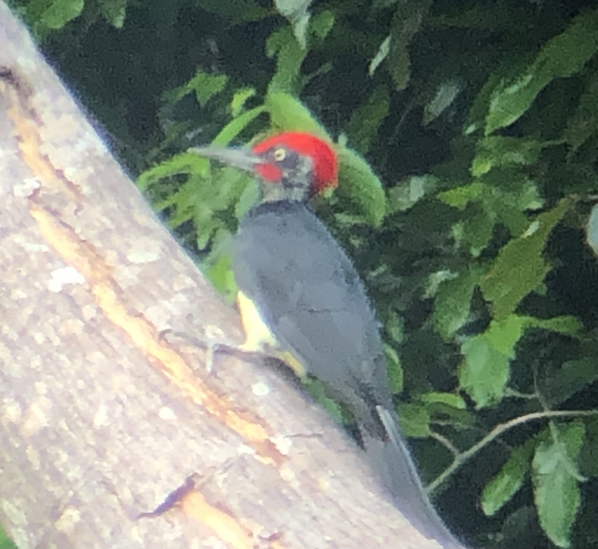 White-bellied Woodpecker