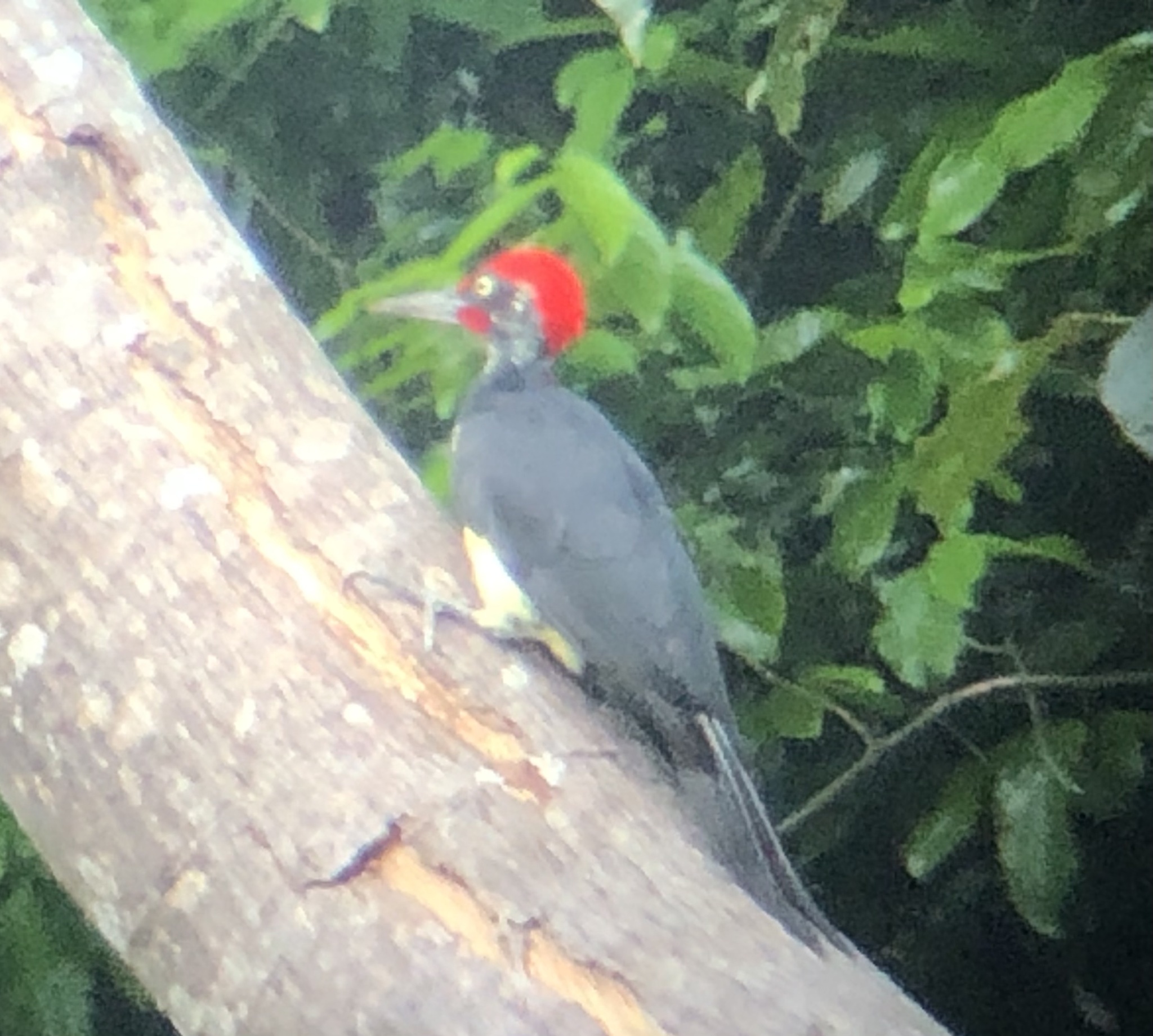 White-bellied Woodpecker