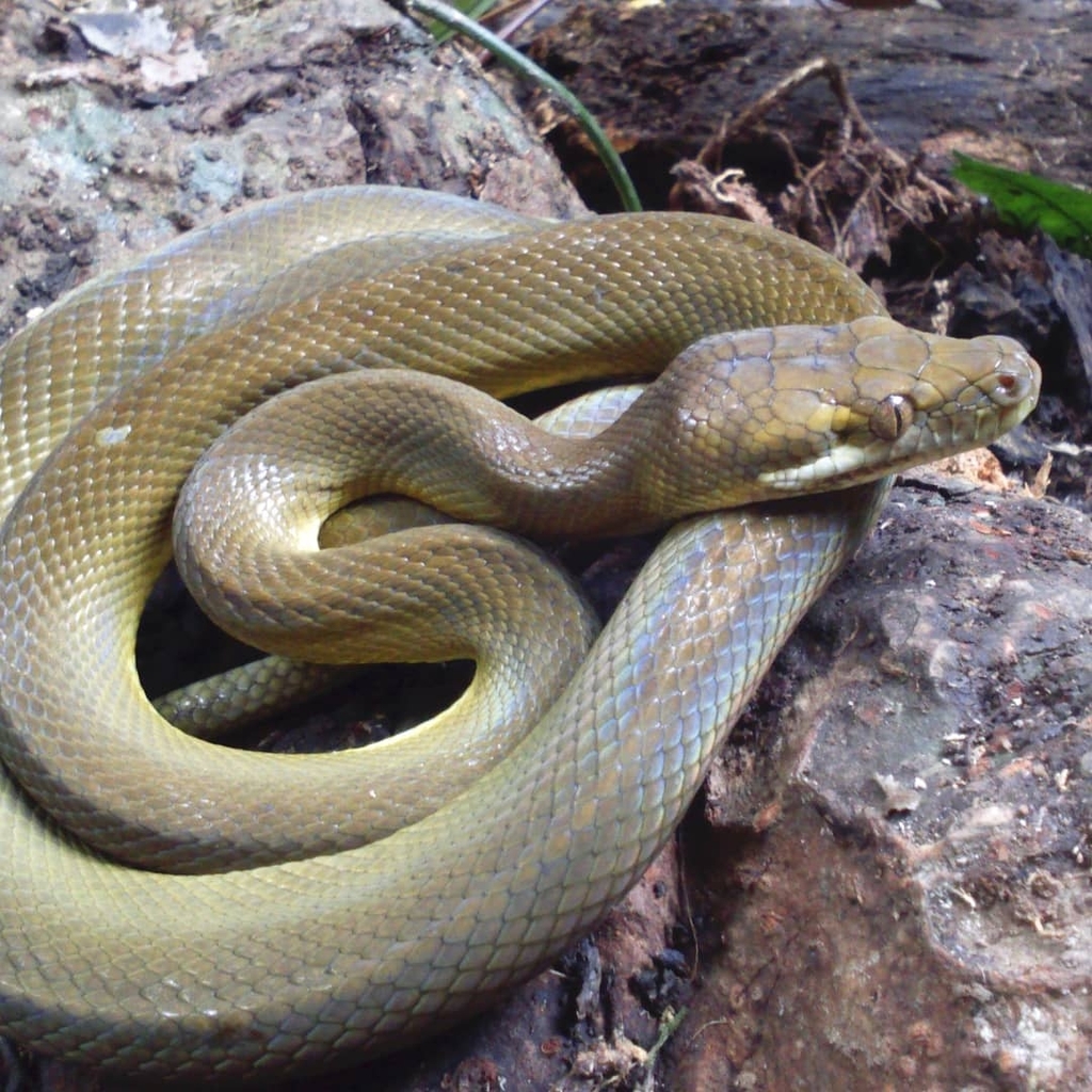 Python de Tanimbar (Simalia nauta)