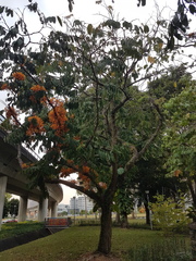 Saraca thaipingensis