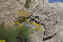Prangos tschimganica