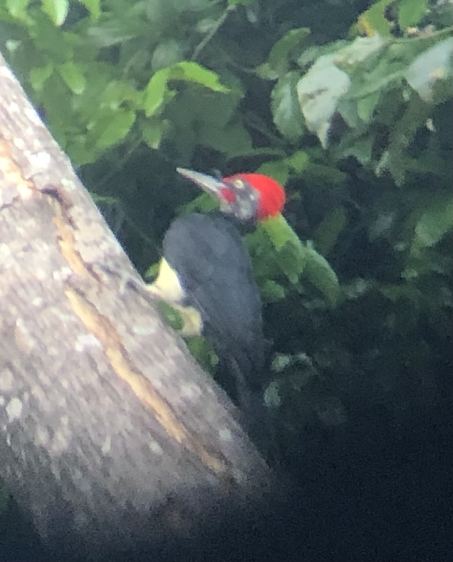 White-bellied Woodpecker
