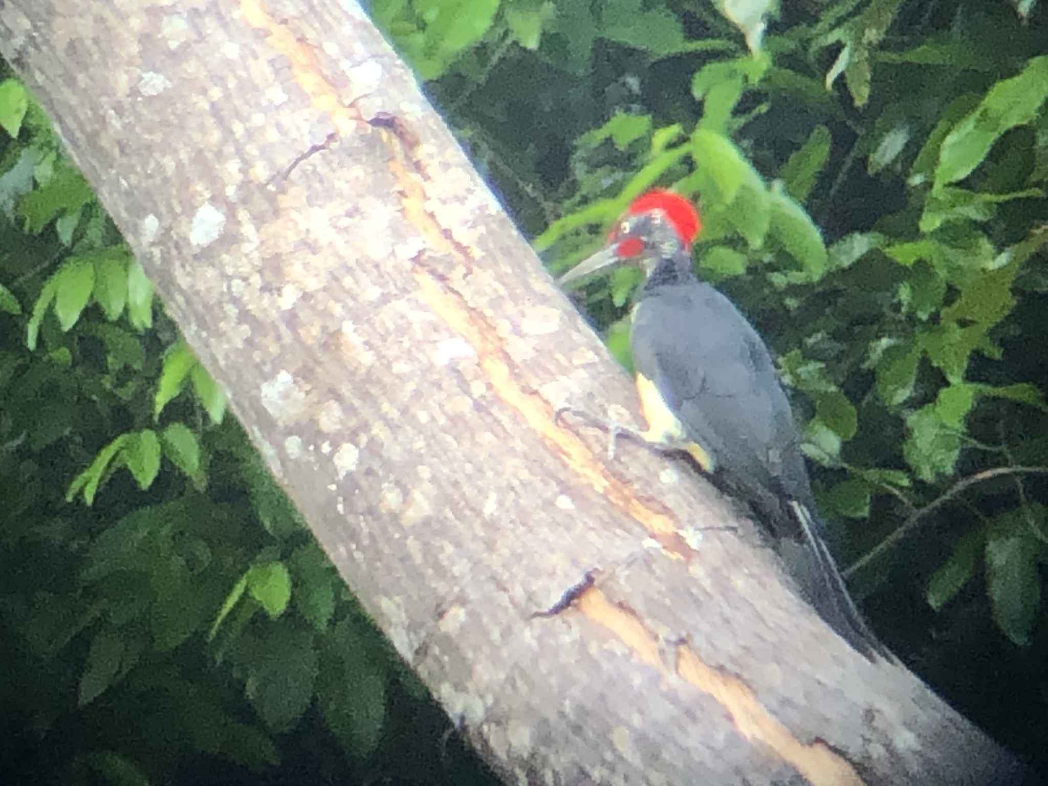 White-bellied Woodpecker