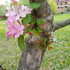Angiospermae