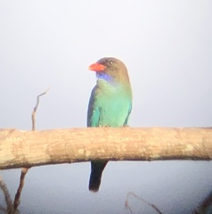 Eurystomus orientalis orientalis