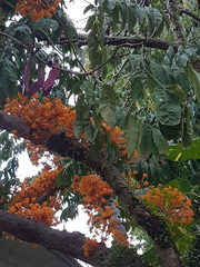 Saraca thaipingensis