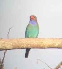 Eurystomus orientalis orientalis