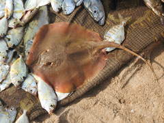 Brevitrygon imbricata