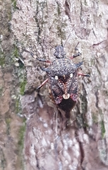 Eocanthecona furcellata