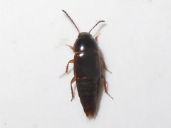Tachinus corticinus