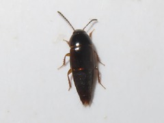 Tachinus corticinus