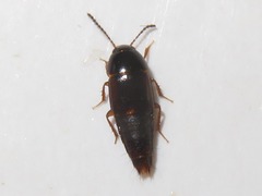 Tachinus corticinus