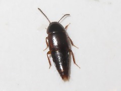 Tachinus corticinus