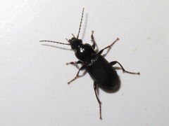Pterostichus anthracinus