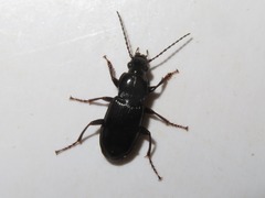 Pterostichus anthracinus