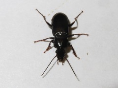 Pterostichus anthracinus