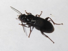 Pterostichus anthracinus