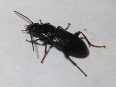Pterostichus anthracinus
