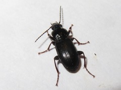 Pterostichus anthracinus