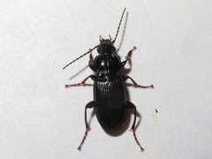 Pterostichus anthracinus