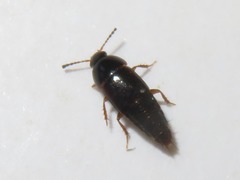 Tachinus corticinus