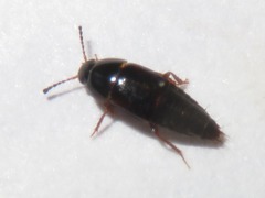Tachinus corticinus