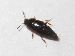 Tachinus corticinus