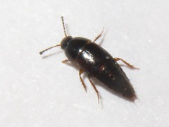 Tachinus corticinus