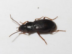 Pterostichus diligens