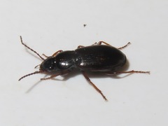 Pterostichus diligens