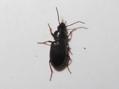 Pterostichus diligens