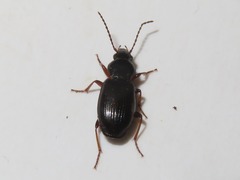 Pterostichus diligens