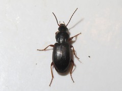 Pterostichus diligens