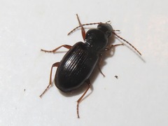 Pterostichus diligens