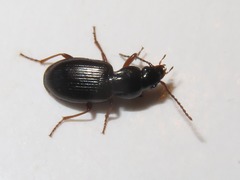 Pterostichus diligens