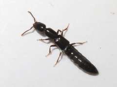 Xantholinus longiventris