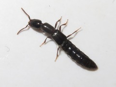 Xantholinus longiventris