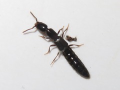 Xantholinus longiventris