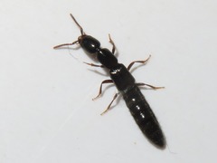 Xantholinus longiventris