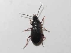 Pterostichus diligens
