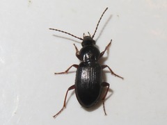 Pterostichus diligens