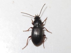 Pterostichus diligens