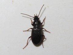 Pterostichus diligens